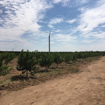 Apple Annie's Orchard - Rows and rows of trees for picking... - Farmers Market Near Me - Willcox, Arizona