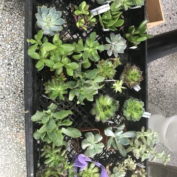 Beno’s Flowers - More succulents - Nurseries & Gardening Near Me - Iowa City, Iowa Beno’s Flowers - More succulents - Nurseries & Gardening Near Me - Iowa City, Iowa