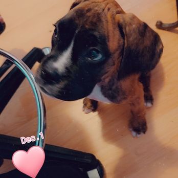 The Puppy Palace - those eyes marabelle are so exotic - Pet Stores Near Me - Manchester, New Hampshire