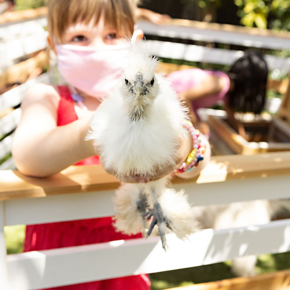 Experience Fable - Silky chickens! - Petting Zoos Near Me Experience Fable - Silky chickens! - Petting Zoos Near Me