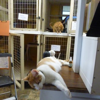 Cat Sitting Hotels - Pet Sitting Near Me - Seattle, Washington