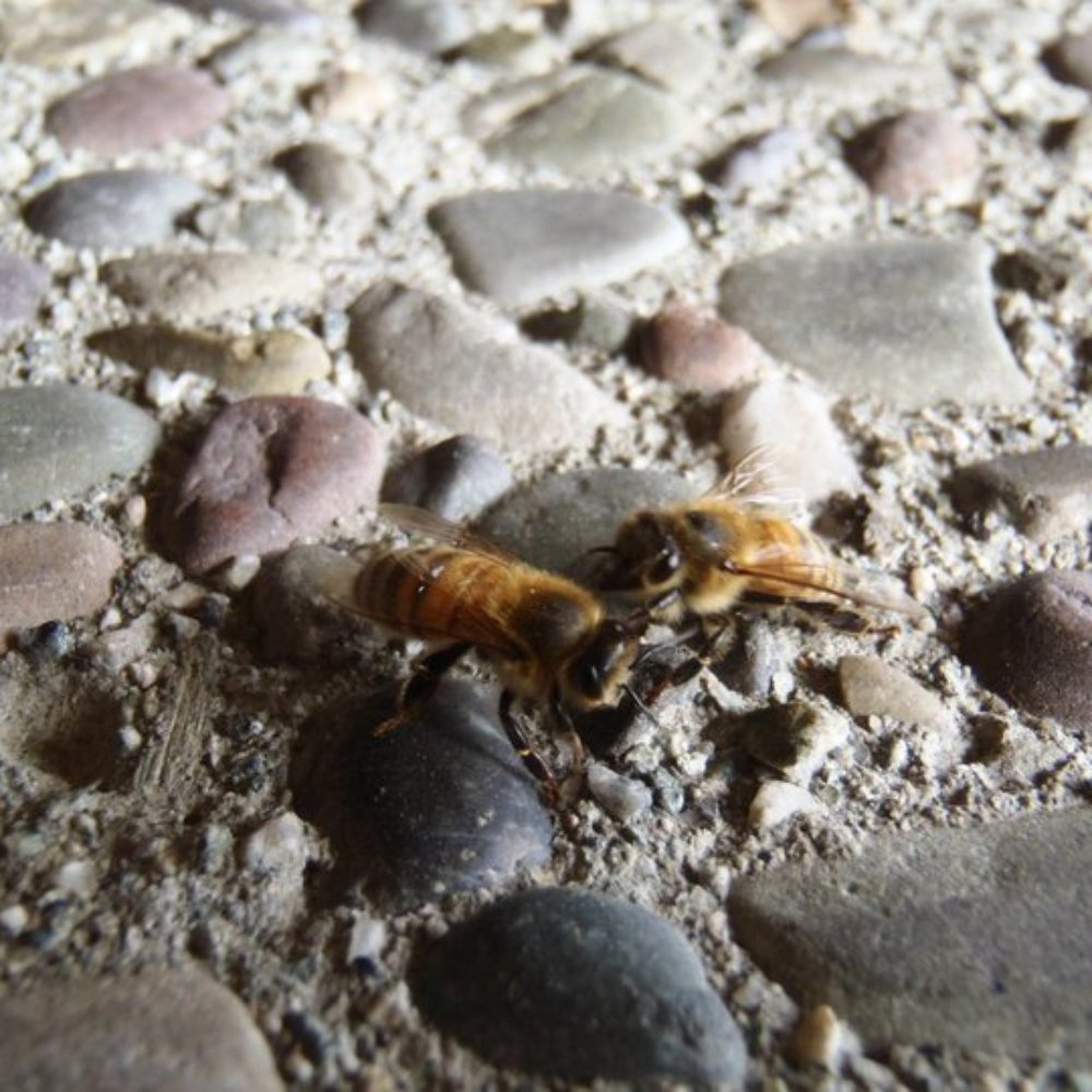Bay Area Beebusters - Bee Wrestling! - Pest Control Near Me