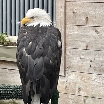 Alaska Rainforest Sanctuary - Tours Near Me - Ketchikan, Alaska Alaska Rainforest Sanctuary - Tours Near Me - Ketchikan, Alaska