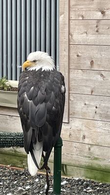 Alaska Rainforest Sanctuary by null