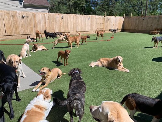 Doggy Day Care Available! - Daycare is a wonderful opportunity for your dogs to spend their day playing with other dogs while you are at work. Canine Training Unlimited provides daycare which has many benefits, including giving your dog lots of exercise (which means your dog usually goes home exhausted), as well as socialization time with other dogs.
PRICES:
Full Day $28
Half Day $20