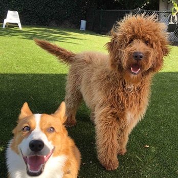 Dog Republic - Always sooo happy here - Dog Walkers Near Me - Los Angeles, California Dog Republic - Always sooo happy here - Dog Walkers Near Me - Los Angeles, California