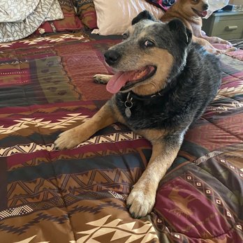 Just Food For Dogs - Traveling dingos - Pet Stores Near Me - Long Beach, California