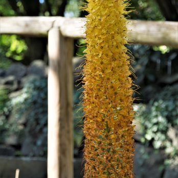 Botanischer Garten - 2017.07.04 - Botanical Gardens Near Me - Braunschweig, NI