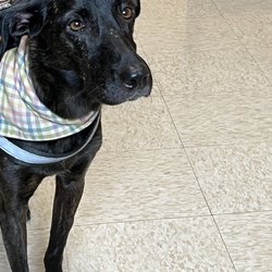 K Vet Animal Care - My baby girl Peanut at the vets after her bee sting