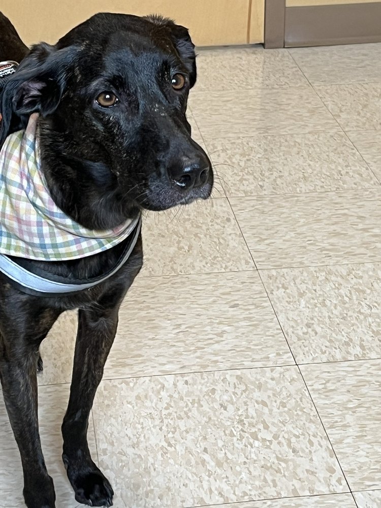 K VET ANIMAL CARE Updated September 2024 21 Photos & 25 Reviews 1