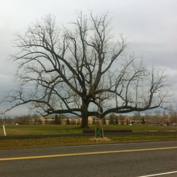Gradin Community Sports Park - Old tree - Parks Near Me - Gresham, Oregon