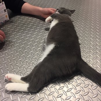 Mini Cat Town - Happy cats - Pet Adoption Near Me - San Jose, California