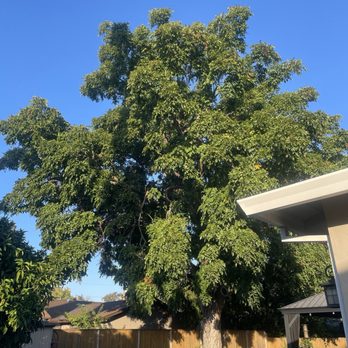 Atlas Tree Service - Black walnut prior to trim - Landscaping Near Me - Concord, California