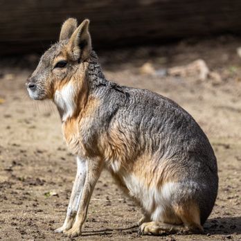 Central Coast Zoo - Charles Paddock Zoo - Zoos Near Me - Atascadero, California Central Coast Zoo - Charles Paddock Zoo - Zoos Near Me - Atascadero, California