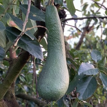 Serendib Tropical Fruit Farm - Fruits & Veggies Near Me - Homestead, Florida Serendib Tropical Fruit Farm - Fruits & Veggies Near Me - Homestead, Florida