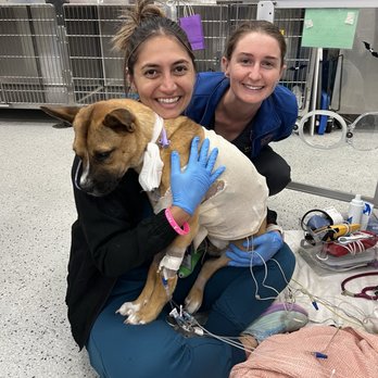 Violet Crown Veterinary Specialists - Emergency Pet Hospital Near Me - Bee Cave, Texas Violet Crown Veterinary Specialists - Emergency Pet Hospital Near Me - Bee Cave, Texas