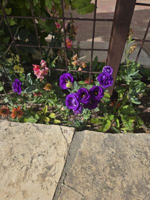 Brick Vault Brewery and Barbecue-Marathon by null