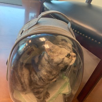 Animal Eye Vet - Finally met Dr. Ashton and she is so worth the wait. - Veterinarians Near Me - Murrieta, California