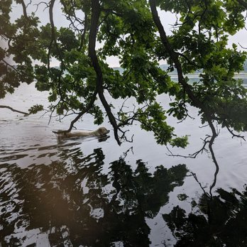 River Paws - An early morning swim at Yahara - Pet Sitting Near Me - Waunakee, Wisconsin