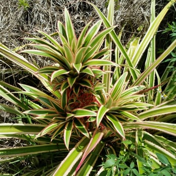 Valkaria Gardens - Sweet Stripes pineapple - Nurseries & Gardening Near Me - Palm Bay, Florida Valkaria Gardens - Sweet Stripes pineapple - Nurseries & Gardening Near Me - Palm Bay, Florida