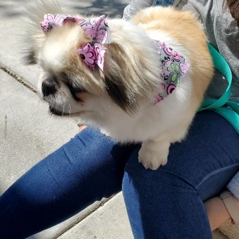 U-Wash Doggie - They groomed, trimmed, bathed and gave her some accessories! - Pet Groomers Near Me - Saugus, California U-Wash Doggie - They groomed, trimmed, bathed and gave her some accessories! - Pet Groomers Near Me - Saugus, California