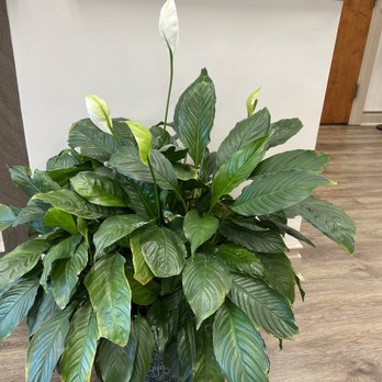 Physician & Midwife Collaborative Practice - One of the beautiful natural plants in this office. - Obstetricians & Gynecologists Near Me - Alexandria, Virginia