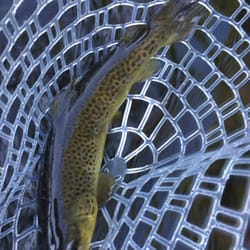 Orvis - First trout on the new Recon rod. A nice Brown Trout.