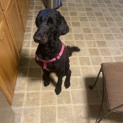 Spiffy Pets Grooming - After they groomed her !!