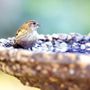 Photo of Wild Birds Unlimited