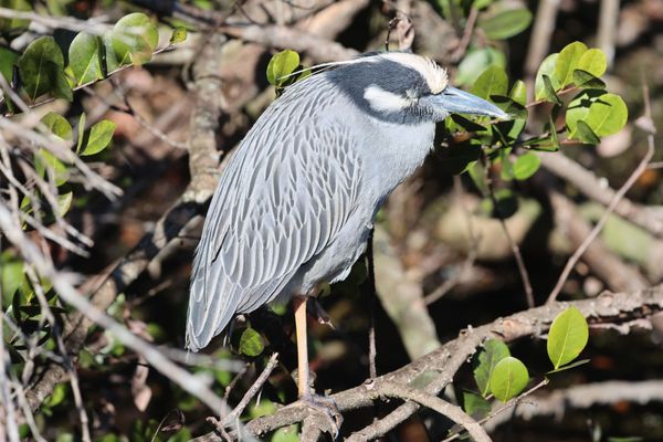 Green Cay Nature Center & Wetlands by null