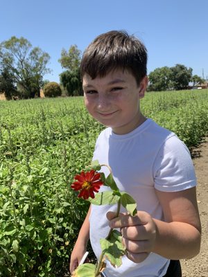 Photo of Mezger Family Zinnia Patch - Woodland, CA, US.