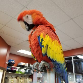 Petland Henderson - Pet Stores Near Me - Henderson, Nevada Petland Henderson - Pet Stores Near Me - Henderson, Nevada