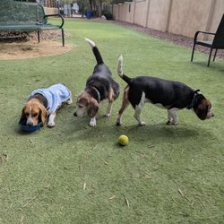 All my dogs