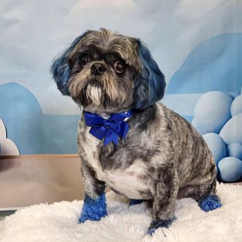 GroomXpress - Chocolate after his day at the Spa - Pet Groomers Near Me - Glendale, Arizona