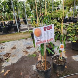 Nice Mango trees! Wish I had a big yard. Nice Mango trees! Wish I had a big yard.