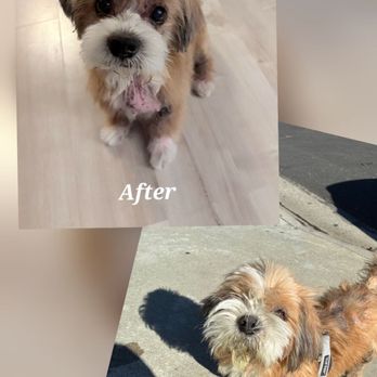Malegic Dog Grooming - Pet Groomers Near Me Malegic Dog Grooming - Pet Groomers Near Me