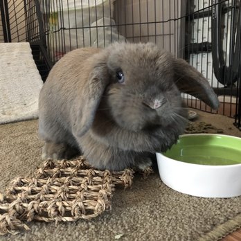 Bunny Bunch - Montclair - Pet Groomers Near Me - Montclair, California