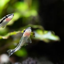 Swimming Creatures