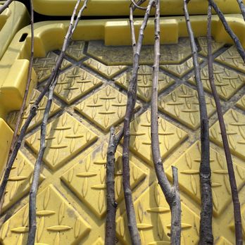 TN Nursery - Dead trees with scrape tests and roots exposed. - Nurseries & Gardening Near Me - Altamont, Tennessee