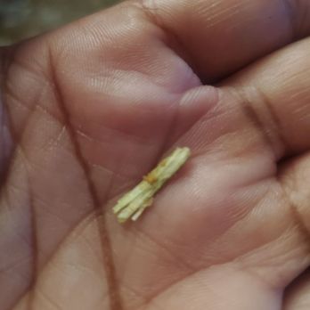 Chuan Shan Yen Restrnt - What is this in my rice? - Chinese Near Me - Brooklyn, New York