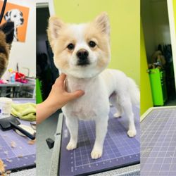 Sydnee's Pet Grooming Mission Viejo - 3 Pomeranians