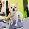 Sydnee's Pet Grooming Mission Viejo gift card