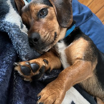 The Bond Between - Loki - my foster boy - Animal Shelters Near Me - Minnetonka, Minnesota