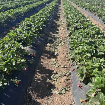 Creswell U pick - Pick Your Own Farms Near Me - Brentwood, California Creswell U pick - Pick Your Own Farms Near Me - Brentwood, California