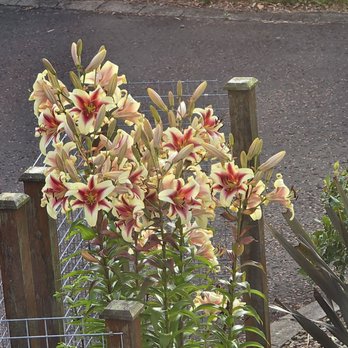 Ballyharvey House b&b - Bed & Breakfast Near Me - Muckamore