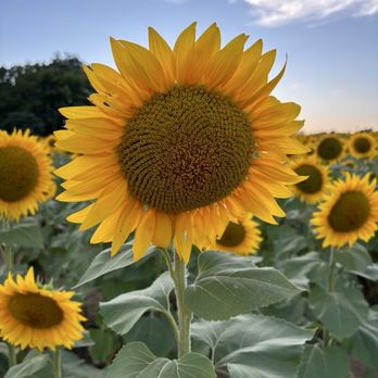 Grinter's Sunflower Farm - Farms Near Me - Lawrence, Kansas