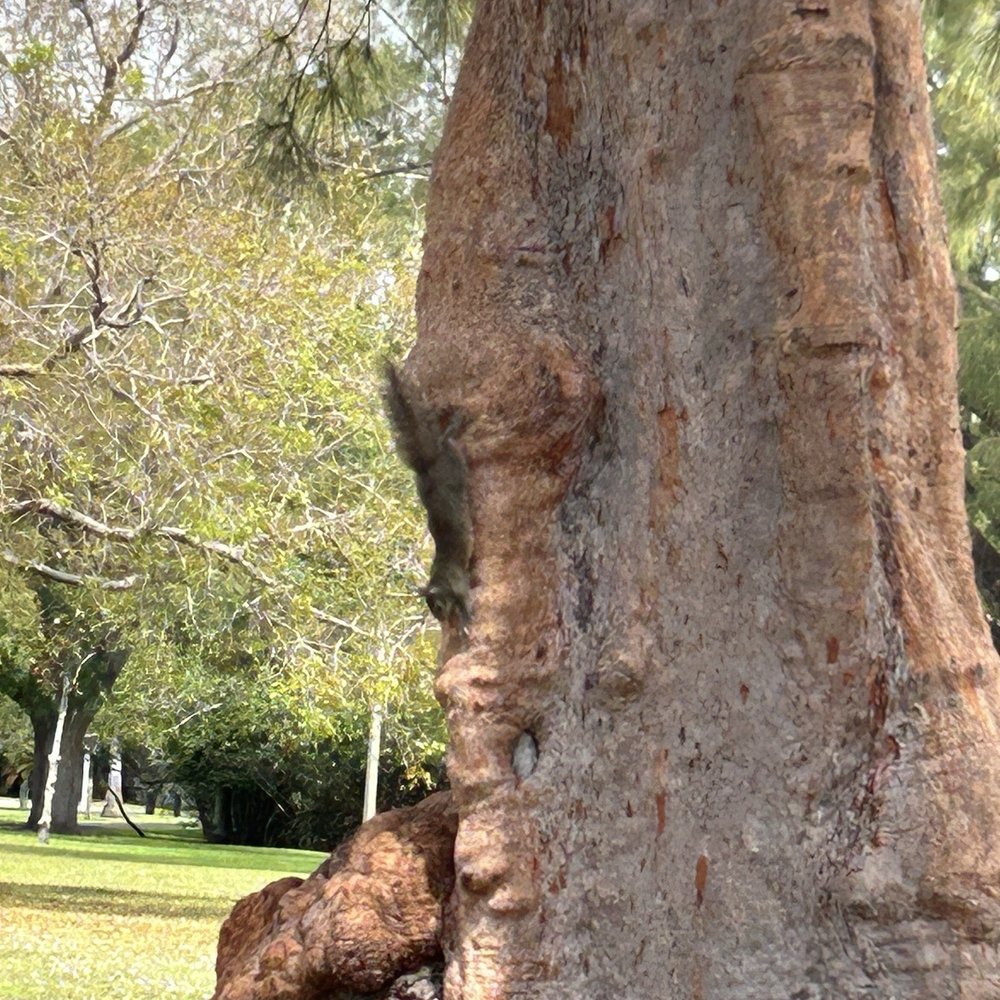 David T. Kennedy Park - Squirrels at the park - Parks Near Me - Miami, Florida David T. Kennedy Park - Squirrels at the park - Parks Near Me - Miami, Florida