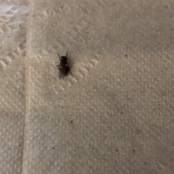 McDonald's - a bug on a piece of paper - Burgers Near Me - Anna, Texas
