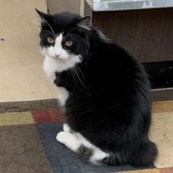 Patches' Collectables