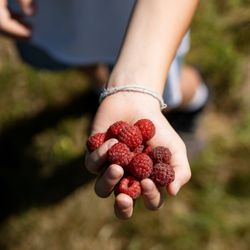 Raspberries